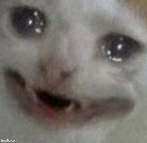 image tagged in crying cat | made w/ Imgflip meme maker