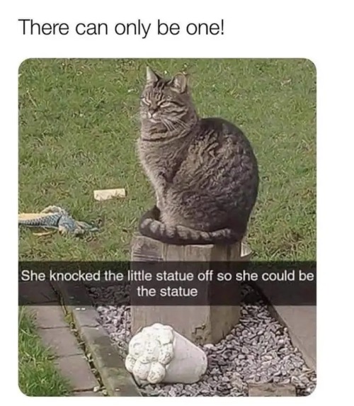 Narcissist | image tagged in cats,funny cat memes,narcissist,statue,look at me,smug | made w/ Imgflip meme maker