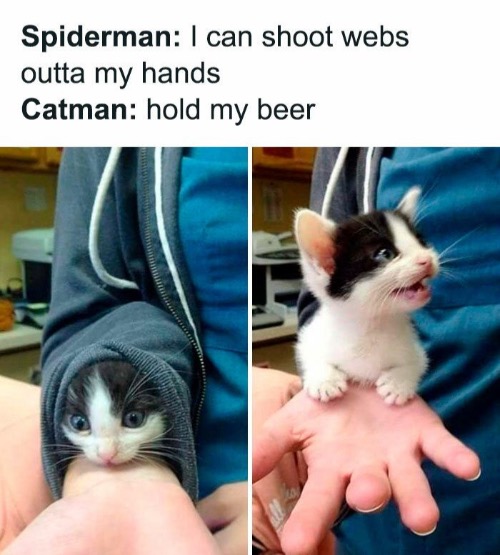 Hold My Beer | image tagged in cats,funny cats,hold my beer,spider man,cat man,show off | made w/ Imgflip meme maker