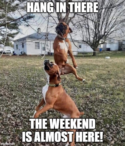 Hang in there | HANG IN THERE; THE WEEKEND IS ALMOST HERE! | image tagged in hang in there | made w/ Imgflip meme maker