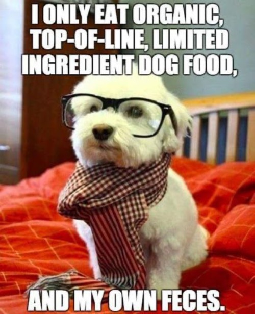 Top Of The Line Food And Poop | image tagged in dogs,funny dogs,glasses,dog poop,eating,food | made w/ Imgflip meme maker