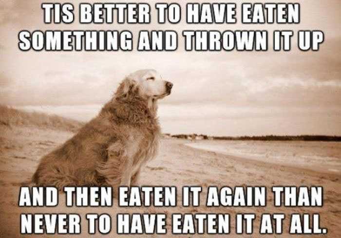 Noble Dog Quote | image tagged in dogs,funny dog memes,funny quotes,puke,eating,royal doggo | made w/ Imgflip meme maker