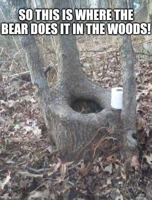 I found it! | SO THIS IS WHERE THE BEAR DOES IT IN THE WOODS! | image tagged in bear,does,poop,in the woods,toilet,trees | made w/ Imgflip meme maker