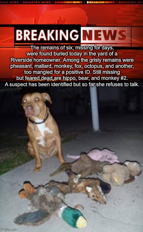 Mass murder | The remains of six, missing for days, were found buried today in the yard of a Riverside homeowner. Among the grisly remains were pheasant, mallard, monkey, fox, octopus, and another, too mangled for a positive ID. Still missing but feared dead are hippo, bear, and monkey #2. A suspect has been identified but so far she refuses to talk. | image tagged in breaking news,murder,bodies | made w/ Imgflip meme maker