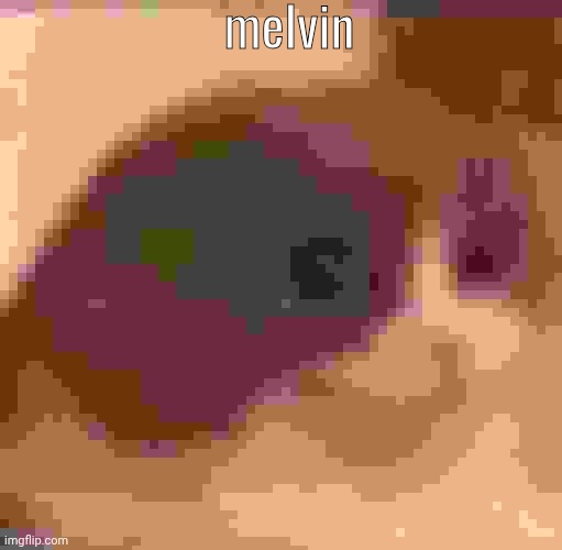 Actual shitpost | melvin | image tagged in melvin | made w/ Imgflip meme maker