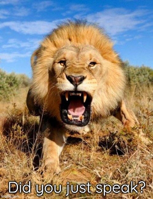 lion | Did you just speak? | image tagged in lion | made w/ Imgflip meme maker