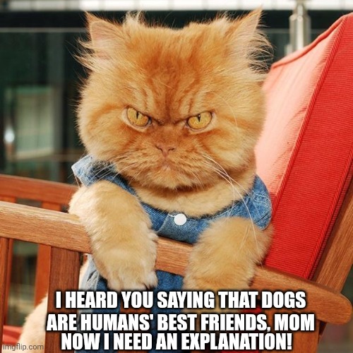 Garfi The Angry Cat | I HEARD YOU SAYING THAT DOGS ARE HUMANS' BEST FRIENDS, MOM; NOW I NEED AN EXPLANATION! | image tagged in garfi the angry cat | made w/ Imgflip meme maker