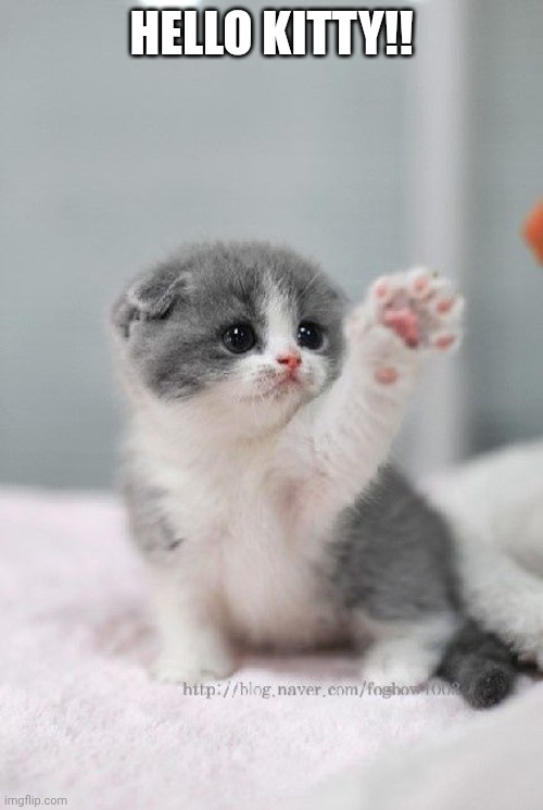 cute cat | HELLO KITTY!! | image tagged in cute cat | made w/ Imgflip meme maker
