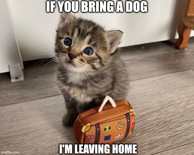 Cat with luggage | IF YOU BRING A DOG; I'M LEAVING HOME | image tagged in cat with luggage | made w/ Imgflip meme maker