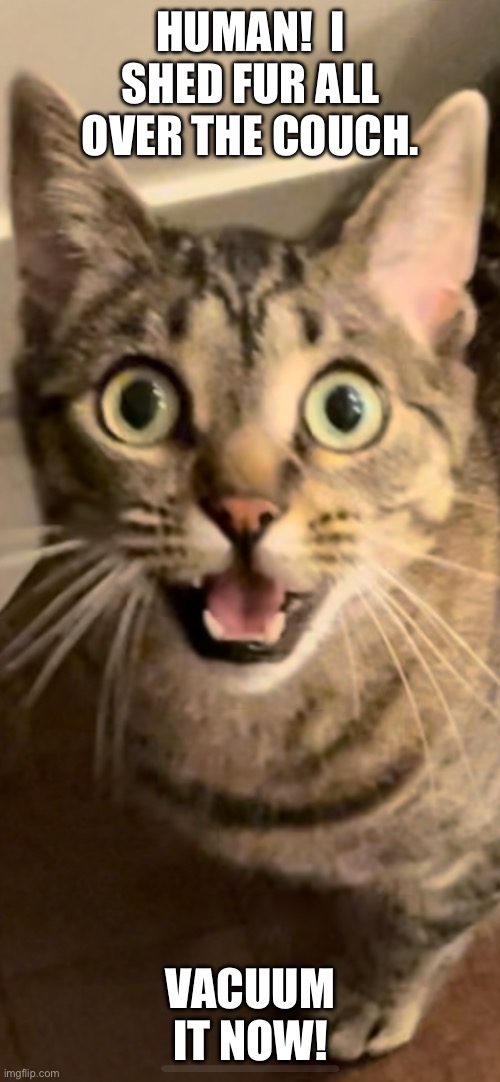 Demanding Kitty: Vacuum My Shed Fur! | HUMAN!  I SHED FUR ALL OVER THE COUCH. VACUUM IT NOW! | image tagged in fun,memes,relatable,cats,funny cats,pets | made w/ Imgflip meme maker