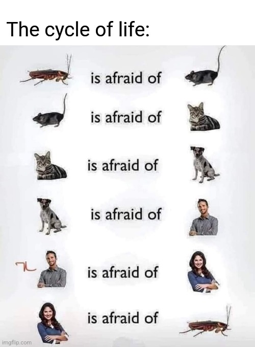 The cycle of life: | made w/ Imgflip meme maker