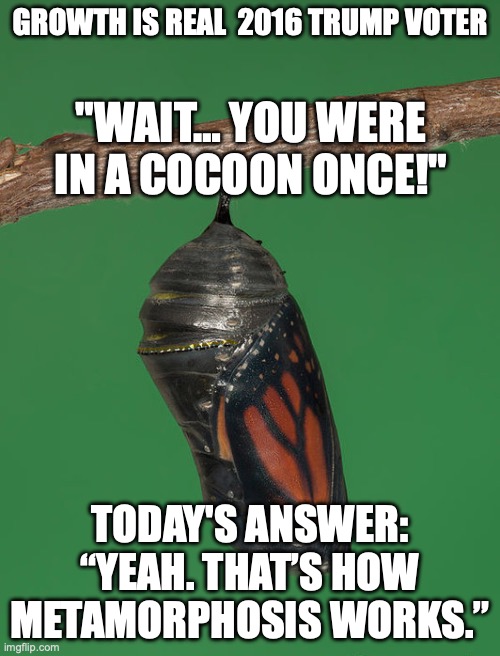 Monarch Butterfly Cocoon | GROWTH IS REAL  2016 TRUMP VOTER; "WAIT… YOU WERE IN A COCOON ONCE!"; TODAY'S ANSWER: “YEAH. THAT’S HOW METAMORPHOSIS WORKS.” | image tagged in monarch butterfly cocoon | made w/ Imgflip meme maker