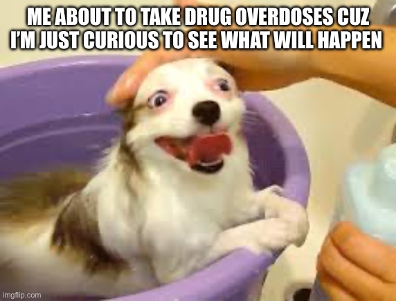 It’s all a gamble | ME ABOUT TO TAKE DRUG OVERDOSES CUZ I’M JUST CURIOUS TO SEE WHAT WILL HAPPEN | image tagged in very happy dog taking a bath | made w/ Imgflip meme maker