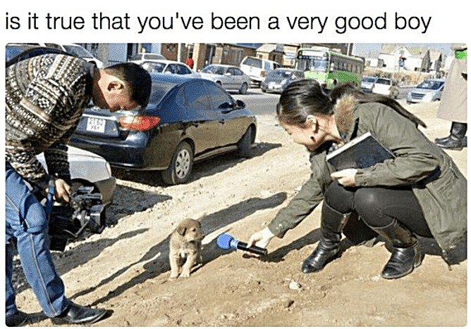 Heck Yeah | image tagged in memes,dogs,good boy | made w/ Imgflip meme maker