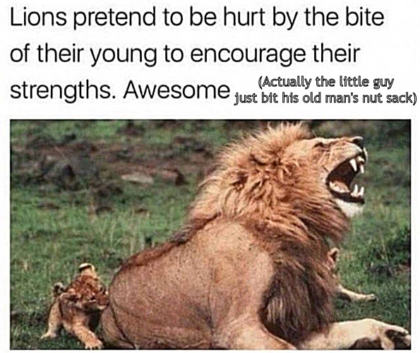 It's not always the feel-good story they make it out to be. | (Actually the little guy just bit his old man's nut sack) | image tagged in memes,lions,fun,ms | made w/ Imgflip meme maker