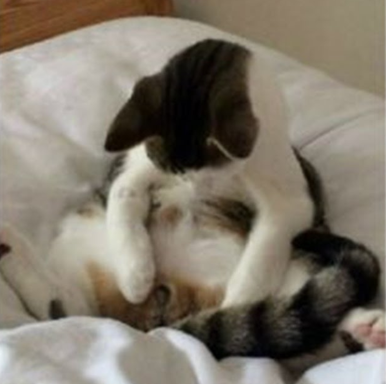 cat looking at balls Blank Meme Template