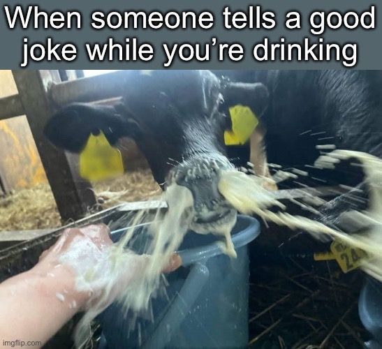 Drinking milk? | When someone tells a good joke while you’re drinking | image tagged in drinking,nose,joke | made w/ Imgflip meme maker