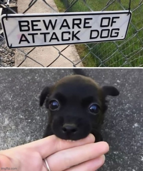 I’m sure this has been here before but it’s always cool | image tagged in dog,puppy,attack,beware | made w/ Imgflip meme maker