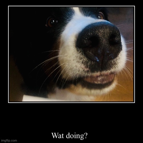 Bernese Mountain Dogs | Wat doing? | image tagged in funny,demotivationals | made w/ Imgflip demotivational maker