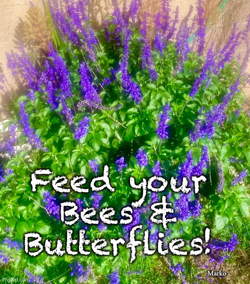 Bee all you can bee | Feed your
Bees &
Butterflies! Marko | image tagged in memes,without bees the world collapses,bees butterflies pollinate,we need them,globalists leftists are slaughtering them | made w/ Imgflip meme maker