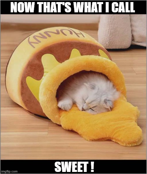 A Winnie The Pooh Cat Bed | NOW THAT'S WHAT I CALL; SWEET ! | image tagged in cats,winnie the pooh,bed,sweet | made w/ Imgflip meme maker