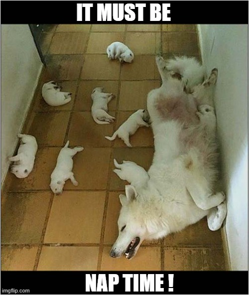 After A Hard Morning ... | IT MUST BE; NAP TIME ! | image tagged in dogs,puppies,nap time | made w/ Imgflip meme maker