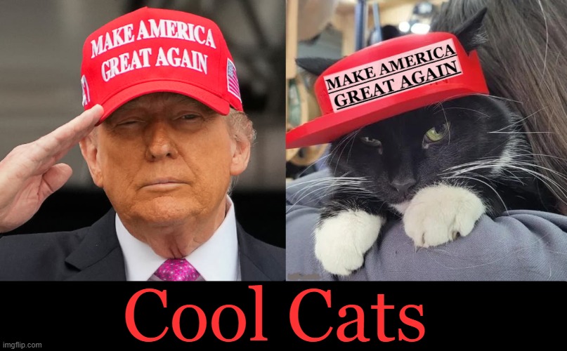 He's right you know | Cool Cats | image tagged in djt,donald trump,cool cat,america first,common sense,love wins | made w/ Imgflip meme maker
