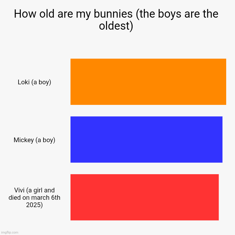 How old are my bunnies (the boys are the oldest) | Loki (a boy), Mickey (a boy), Vivi (a girl and died on march 6th 2025) | image tagged in charts,bar charts | made w/ Imgflip chart maker