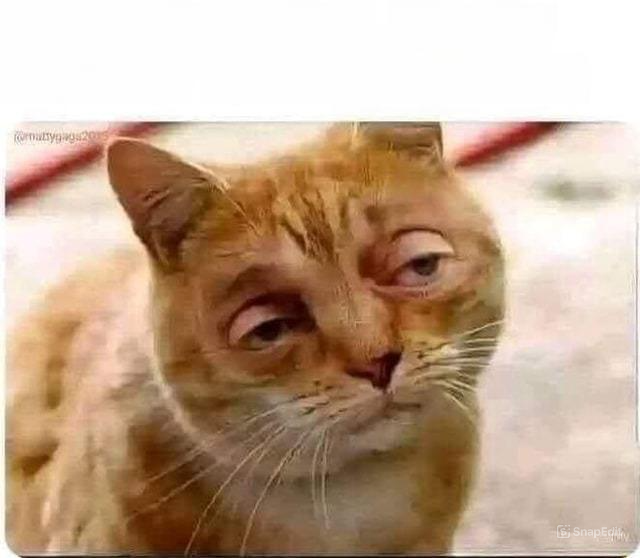 High Cat Blank Meme Template