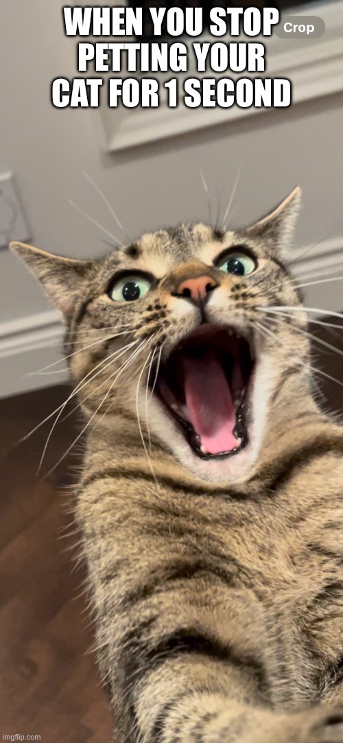When You Stop Petting Your Cat For 1 Second | WHEN YOU STOP PETTING YOUR CAT FOR 1 SECOND | image tagged in fun,memes,funny memes,cats,funny cats,pets | made w/ Imgflip meme maker