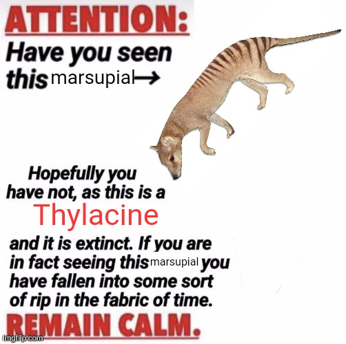 The September 1936 Accident | marsupial; Thylacine; marsupial | image tagged in attention have you seen this name | made w/ Imgflip meme maker