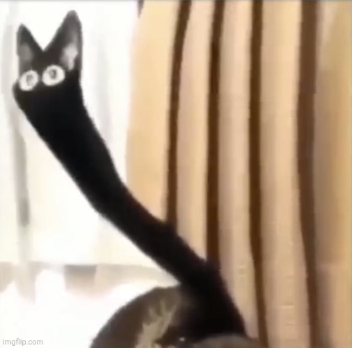 Oh no cat (Distorted) | image tagged in oh no cat distorted | made w/ Imgflip meme maker