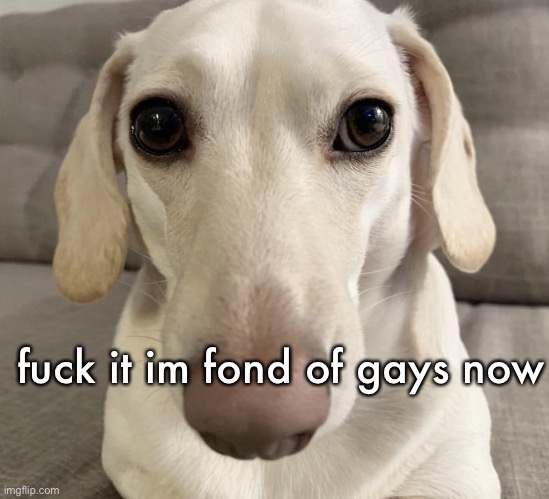 homophobic dog | fuck it im fond of gays now | image tagged in homophobic dog | made w/ Imgflip meme maker