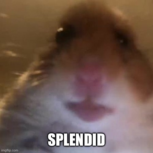 Hampter | SPLENDID | image tagged in hampter | made w/ Imgflip meme maker