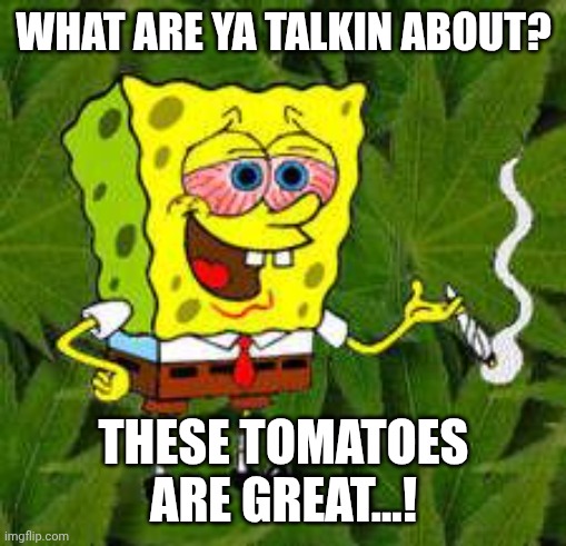 Weed | WHAT ARE YA TALKIN ABOUT? THESE TOMATOES ARE GREAT...! | image tagged in weed | made w/ Imgflip meme maker
