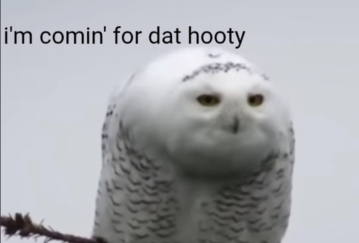 Pervy Snow Owl Blank Meme Template
