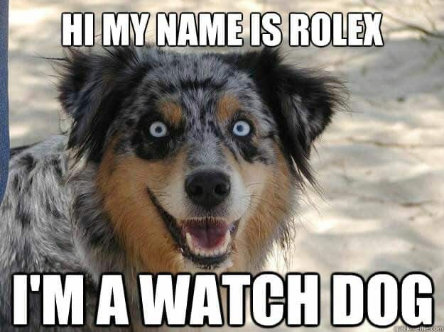 Watchdog | image tagged in watch dogs,watch,dogs,funny dog memes,rolex,eyes | made w/ Imgflip meme maker