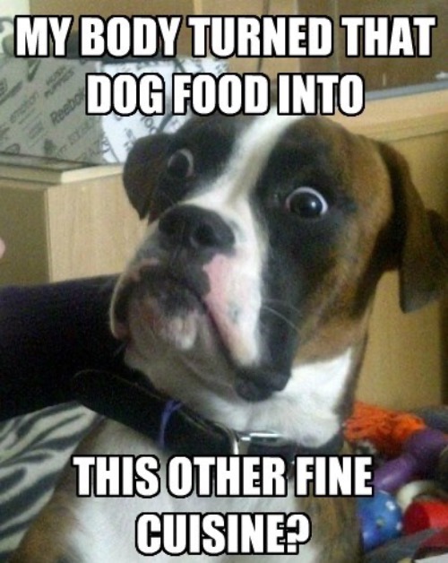 Fine Cuisine | image tagged in dogs,funny dog,cuisine,food,dog poop,eating | made w/ Imgflip meme maker