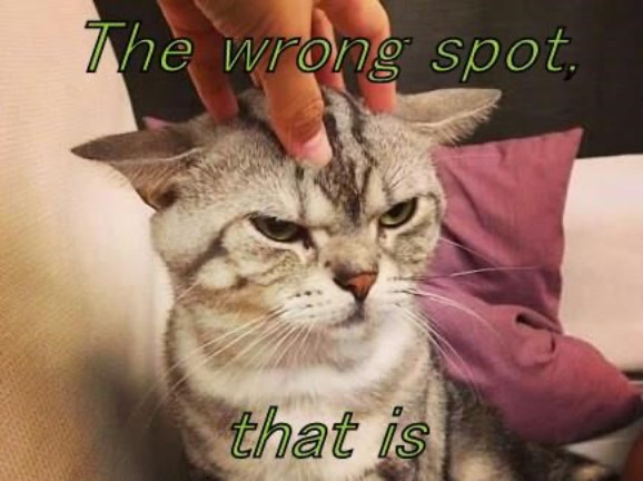 Wrong That Is | image tagged in cats,funny cats,angry cat,wrong,unamused,facial expressions | made w/ Imgflip meme maker