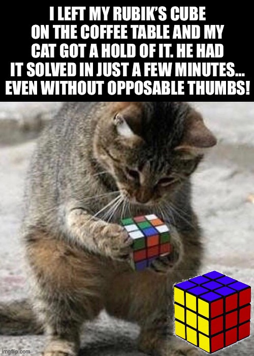 Imagine my surprise… | image tagged in cats,rubik's cube,solve | made w/ Imgflip meme maker