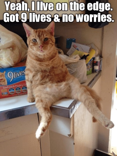 9 Lives | image tagged in cats,funny cat,9 lives,living on the edge,no worries,sitting | made w/ Imgflip meme maker