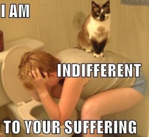 Indifferent Turd | image tagged in cats,funny,turds,indifferent,suffering,puke | made w/ Imgflip meme maker
