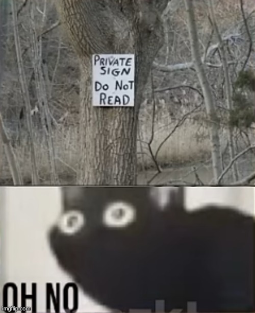 OH NO | image tagged in oh no,do not read,cat | made w/ Imgflip meme maker