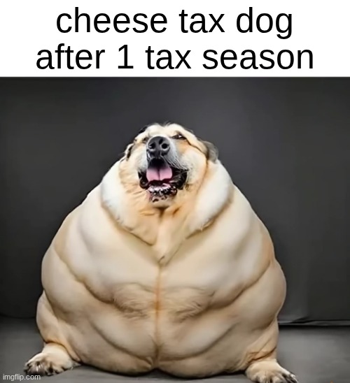 Switzerland better watch out | cheese tax dog after 1 tax season | image tagged in cheese time | made w/ Imgflip meme maker