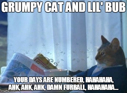I Should Buy A Boat Cat Meme | GRUMPY CAT AND LIL' BUB YOUR DAYS ARE NUMBERED, HAHAHAHA, AHK, AHK, AHK, DAMN FURBALL, HAHAHAHA... | image tagged in memes,i should buy a boat cat | made w/ Imgflip meme maker