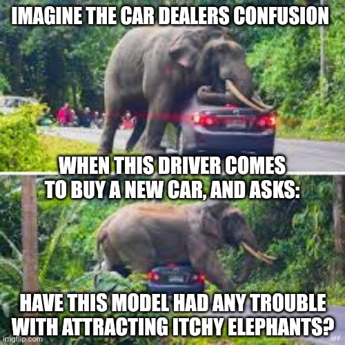 Elephant | IMAGINE THE CAR DEALERS CONFUSION; WHEN THIS DRIVER COMES TO BUY A NEW CAR, AND ASKS:; HAVE THIS MODEL HAD ANY TROUBLE WITH ATTRACTING ITCHY ELEPHANTS? | image tagged in elephant | made w/ Imgflip meme maker