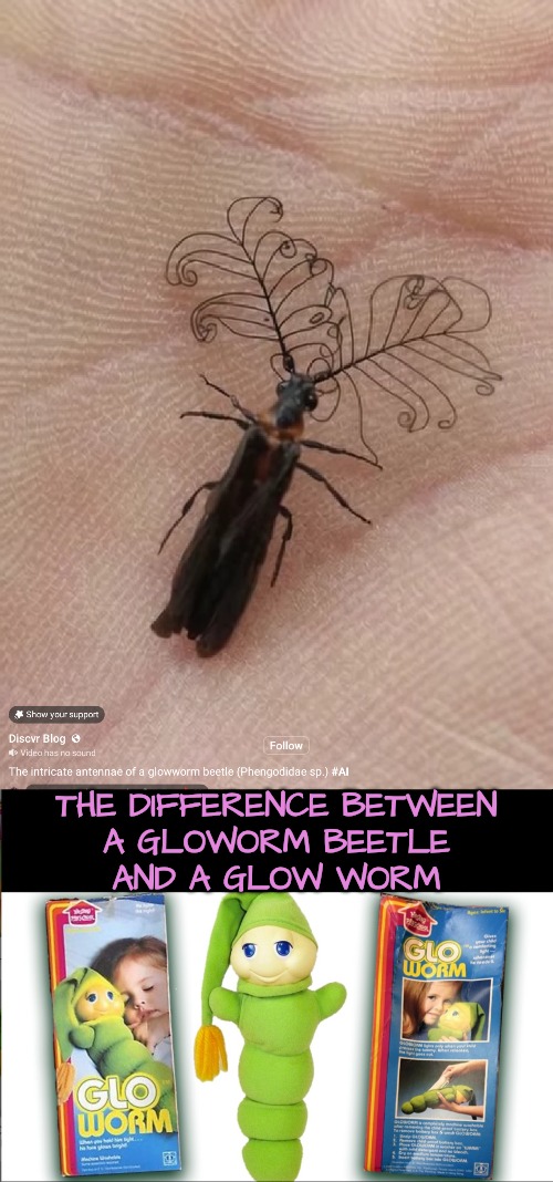 Gloworm Beetle | THE DIFFERENCE BETWEEN
A GLOWORM BEETLE
AND A GLOW WORM | image tagged in bugs,when bugs are better than dolls | made w/ Imgflip meme maker