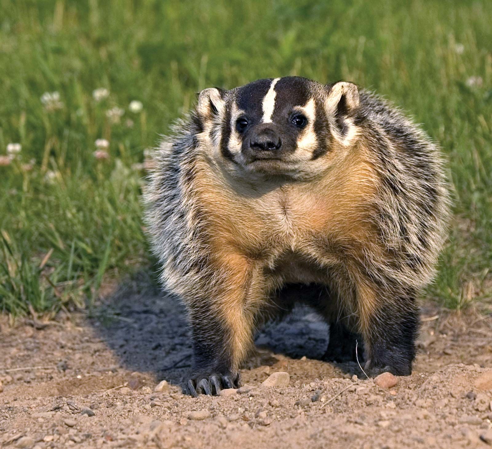 Badger. Blank Meme Template