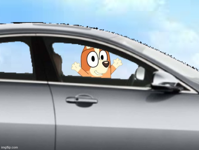 why is there a 5 year old dog driving LITERALL CARS NOW????? | image tagged in bingo heeler drives a car | made w/ Imgflip meme maker