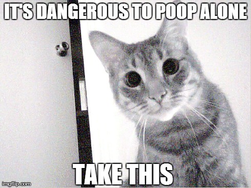 IT'S DANGEROUS TO POOP ALONE TAKE THIS | image tagged in cats | made w/ Imgflip meme maker